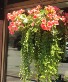 Outdoor Hanging Begonia Creeping Jenny 