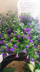 outdoor hanging purple blooming plant 
