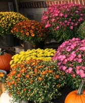 Outdoor Hearty Mum Color May Vary