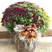 Outdoor Mum Plan 
