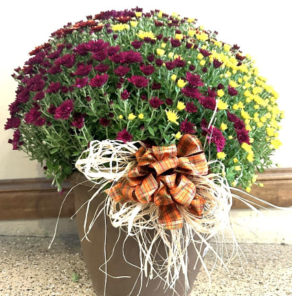 Outdoor Mum Plan 