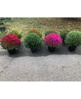 Outdoor Mum Pot 