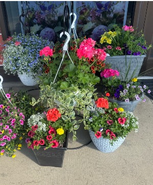 Outdoor Patio Planter Plant