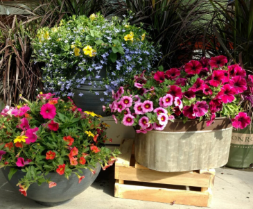 Outdoor Patio Planters Great selection for Mothers Day in Pelican Rapids, MN | Brown Eyed Susans Floral