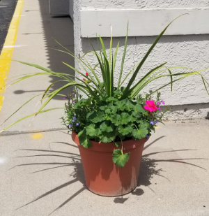 Outdoor Patio Pot Outdoor Plants