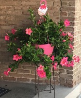 Outdoor Pink Mandevilla  Hanging Basket