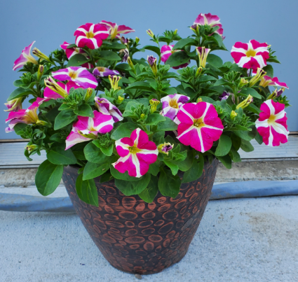 Outdoor Planter