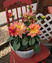 Outdoor Planter A gift that keeps on Bloomin'!