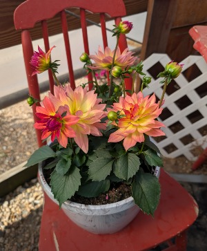 Outdoor Planter A gift that keeps on Bloomin'!