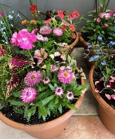 Outdoor planter in plastic terracotta container  Limited Supply
