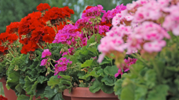 Outdoor Plants & Hanging Baskets Plants in Southern Pines, NC | Hollyfield Design Inc.