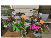 outdoor plants patio pots