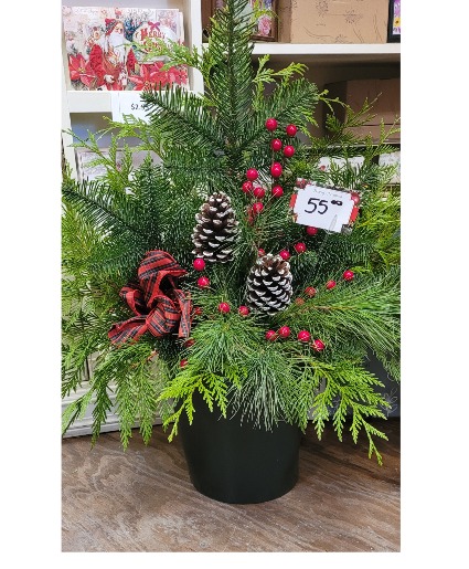 Outdoor potted Christmas  Greens centerpiece
