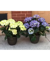 Outdoor Potted Hydrangea  