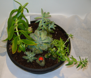 OUTDOOR SUCCULENT PLANTER Outdoor plant