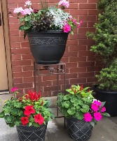 Outdoor Summer Annual Garden 
