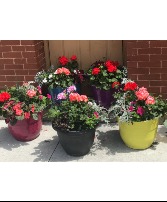 Outdoor Summer Annual Garden 