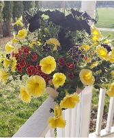 Outdoor Sunny Hanging Baskets  Outdoor Plants
