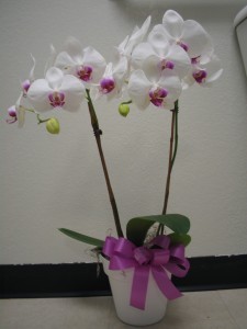 OUTRAGEOUS ORCHIDS plant
