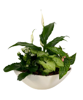 Oval Peace Lily Planter 