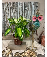 owl  plant Special Plant and Metal decor