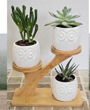Owl Succulent Garden Succulent