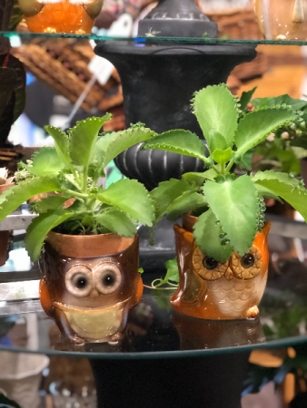 Owl Succulent Planter Plant