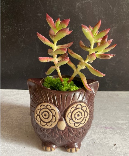 Owl Succulent planter Plants