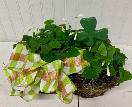 Oxalis Oasis