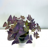 Oxalis Triangularis 'Purple Shamrock' Pick-up Only