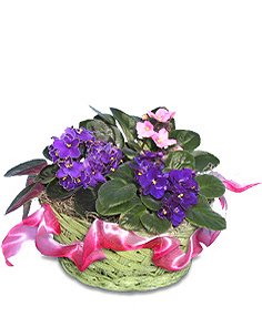 AFRICAN VIOLETS Basket of Plants