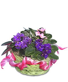 AFRICAN VIOLETS Basket of Plants in Albany, NY | Ambiance Florals & Events