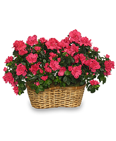 HOT PINK AZALEA BASKET Flowering Plants