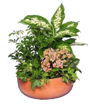 Outdoor Summer Plants - Extra Large Patio Planter (Green) - #1 Florist in  Central Ohio - Flowerama Columbus - Same Day Flower Delivery » Flowerama  Columbus