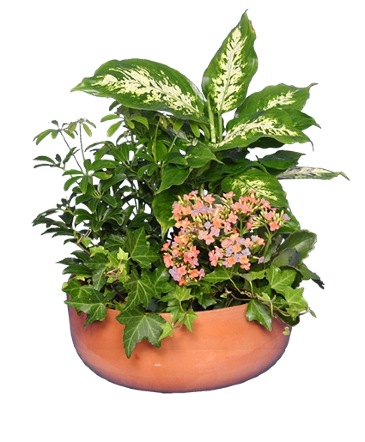 GARDEN PLANTER Green & Blooming Plants in Ozone Park, NY | Heavenly Florist