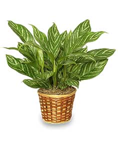 CHINESE EVERGREEN PLANT Aglaonema commutatum