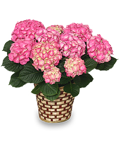 BLOOMING HYDRANGEA (Color may vary)