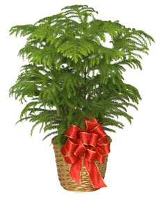 Category Image