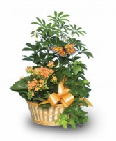 EUROPEAN GARDEN Assorted Plant Basket