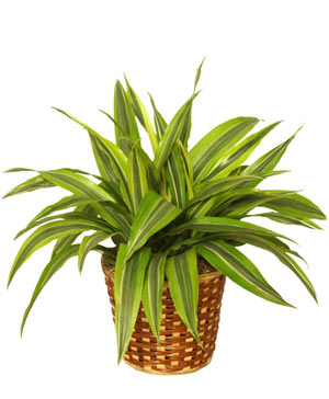 STRIPED DRACAENA House Plant