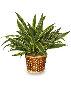 STRIPED DRACAENA PLANT Dracaena deremensis 'Warneckei'