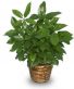 GREEN SCHEFFLERA PLANT Brassia actinophylla