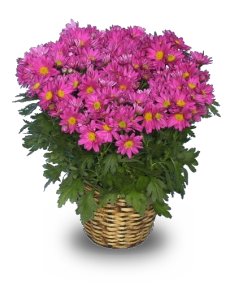 CHRYSANTHEMUM Blooming Plant