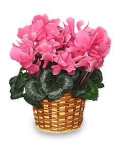 FLOWERING CYCLAMEN 6-inch Blooming Plant