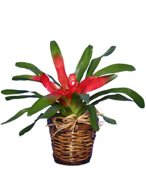 BROMELIAD Tropical Bromeliad Plant