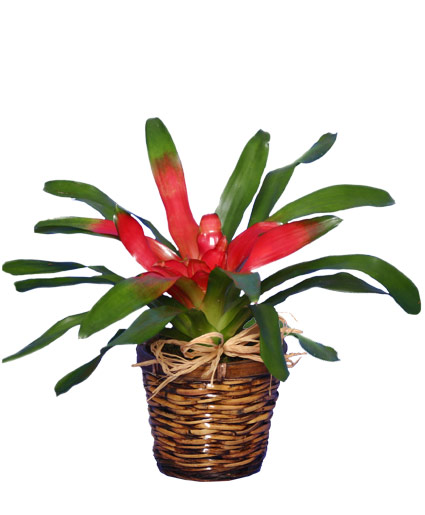 BROMELIAD Tropical Bromeliad Plant
