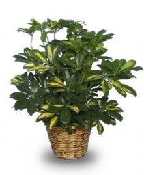 Variegated Dwarf Schefflera Brassia arboricola variegata