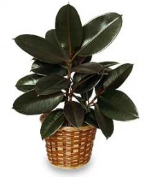 RUBBER PLANT BASKET  Ficus elastica 