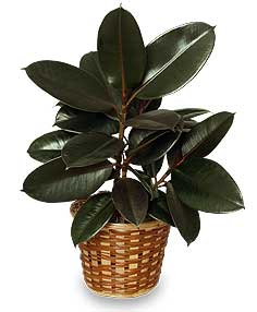 Category Image