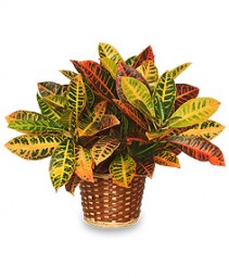 CROTON PLANT BASKET  Codiaeum variegatum pictum 